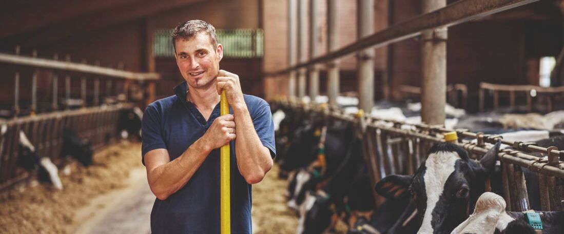 Landwirtschaftliche Abfälle wie Kuhmist sind eine wertvolle Quelle für Biogas. 